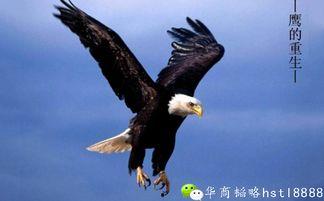 鹰之路手机在线播放,手机在线播放，探索极限挑战的壮丽征程